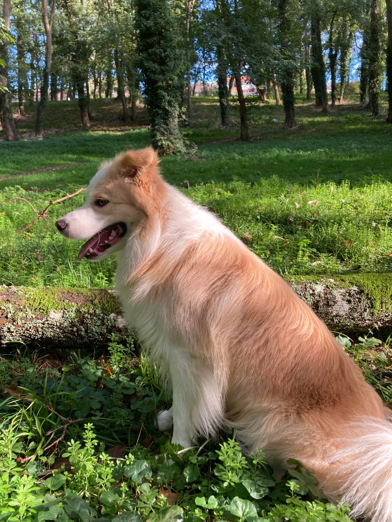 Taïko De L'Eden Du Chêne Vert