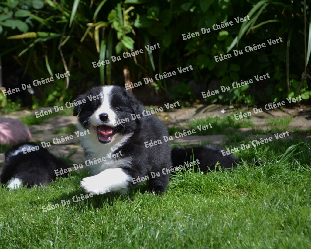 chiot Border Collie De L'Eden Du Chêne Vert