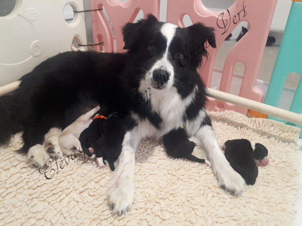 chiot Border Collie De L'Eden Du Chêne Vert