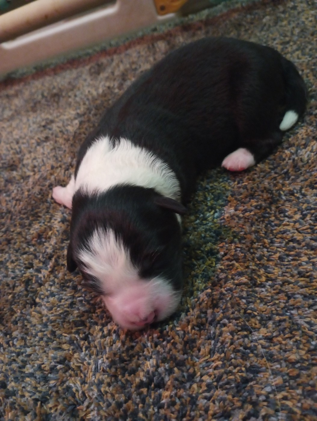 De L'Eden Du Chêne Vert - Chiots disponibles - Border Collie