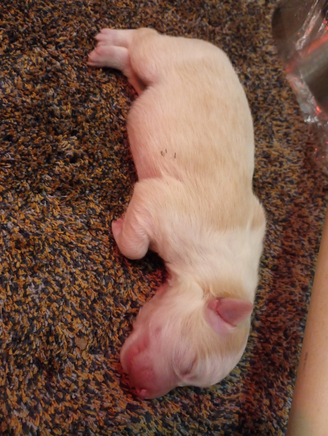 De L'Eden Du Chêne Vert - Chiots disponibles - Border Collie