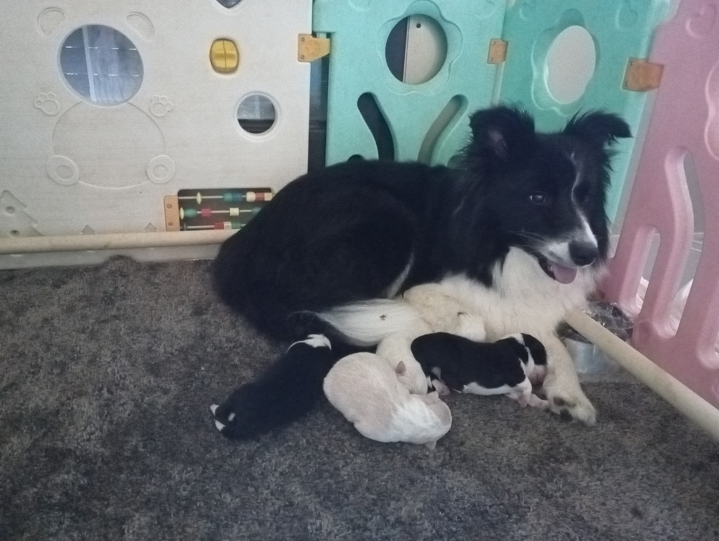 Chiot Border Collie De L'Eden Du Chêne Vert