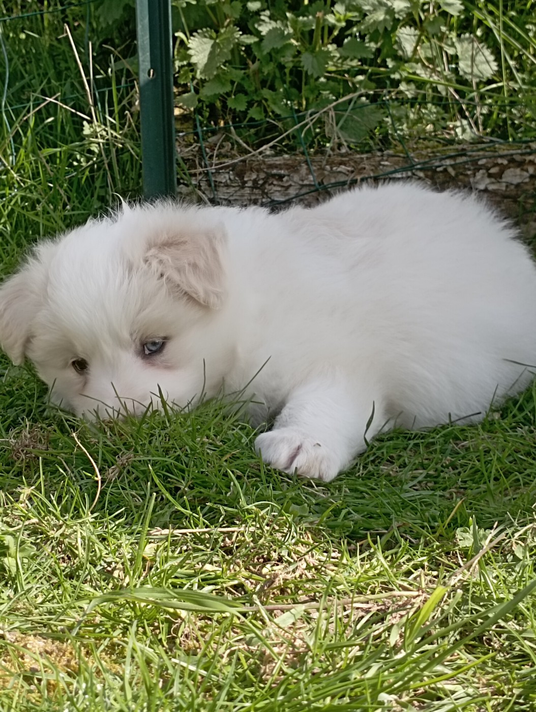 De L'Eden Du Chêne Vert - Chiots disponibles - Border Collie
