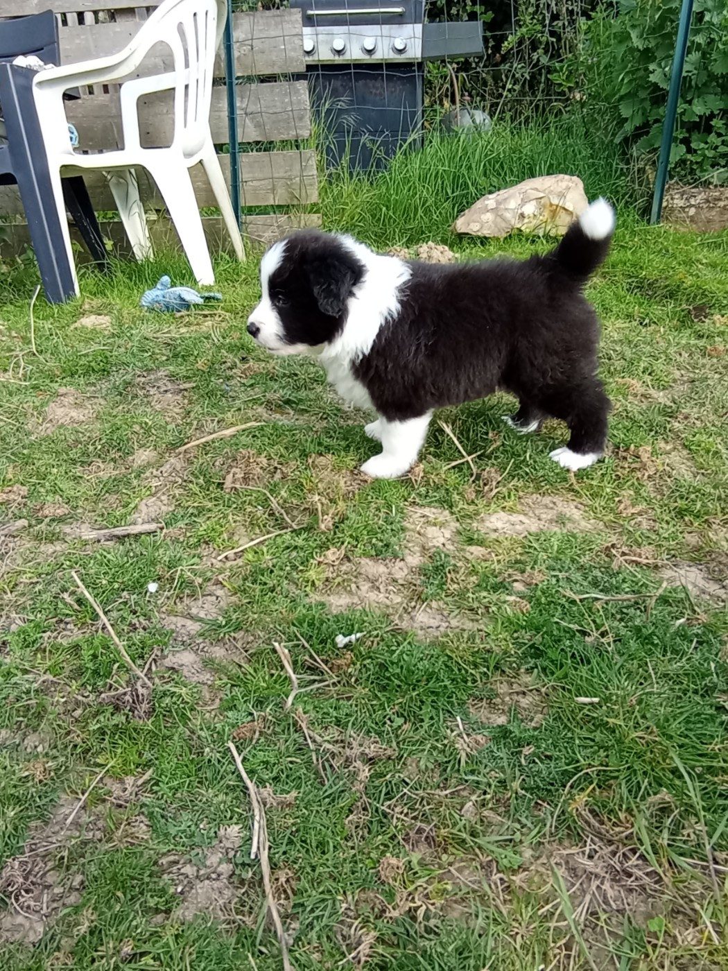 De L'Eden Du Chêne Vert - Chiots disponibles - Border Collie