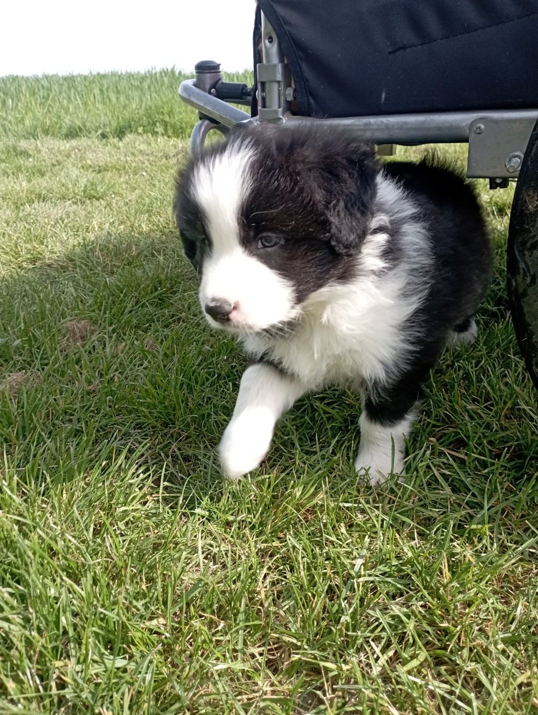 De L'Eden Du Chêne Vert - Chiots disponibles - Border Collie
