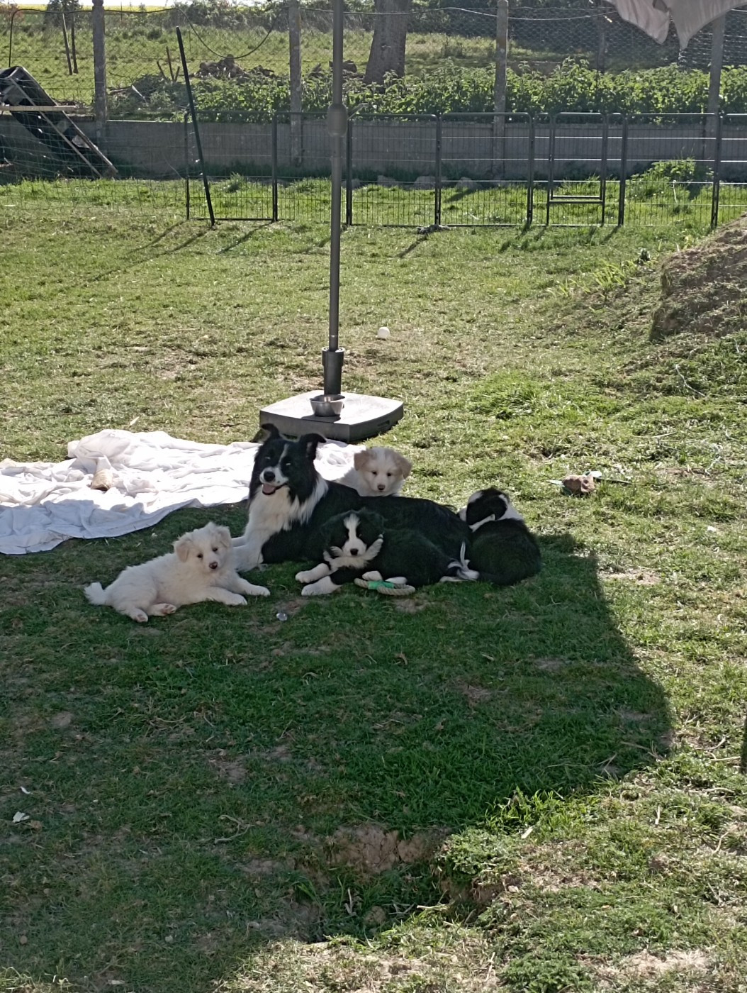 De L'Eden Du Chêne Vert - Border Collie - Portée née le 09/03/2026